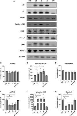 Modifications of the PI3K/Akt/mTOR axis during FeHV-1 infection in permissive cells